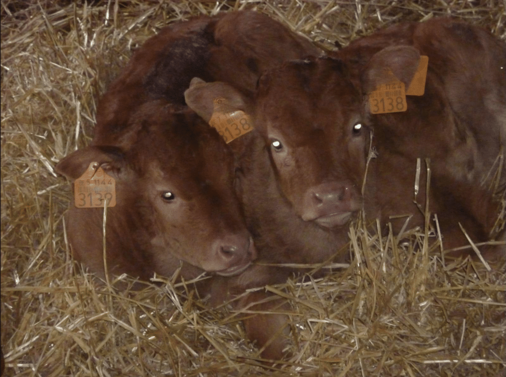 L’attribut alt de cette image est vide, son nom de fichier est Capture-décran-2021-04-01-à-17.02.48-1024x763.png.