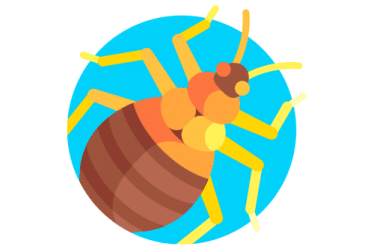 Punaises de lit, elles sont noires, font la taille d’un pépin de pomme et aiment nous piquer la nuit.