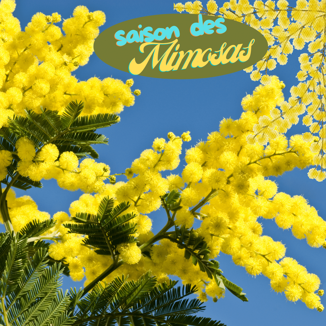 mimosa dans le Var