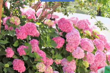 Balcons : avant toute chose, offrez un grand nettoyage de printemps à votre balcon : • Balayez, lavez, dépoussiérez chaque recoin. • Débarrassez-vous des objets superflus ou abîmés afin de repartir sur une base saine et épurée.