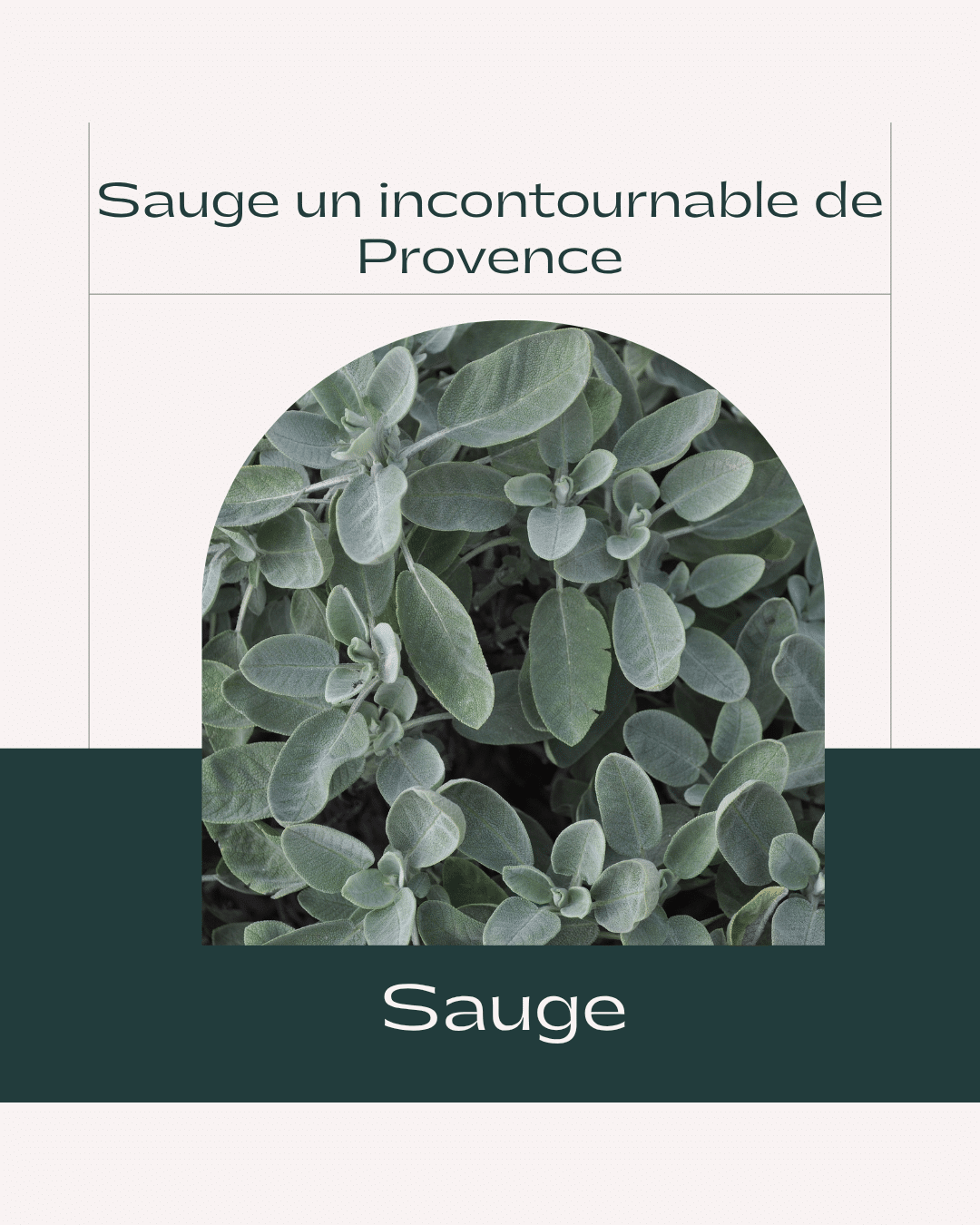 La sauge ‘Cassandra’ est une variété récente, aux fleurs éclatantes, généralement rouge vif ou rose foncé. Elle fleurit longtemps, du printemps jusqu’aux premières gelées.
