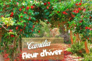 Les camélias : floraison de l’automne au printemps.