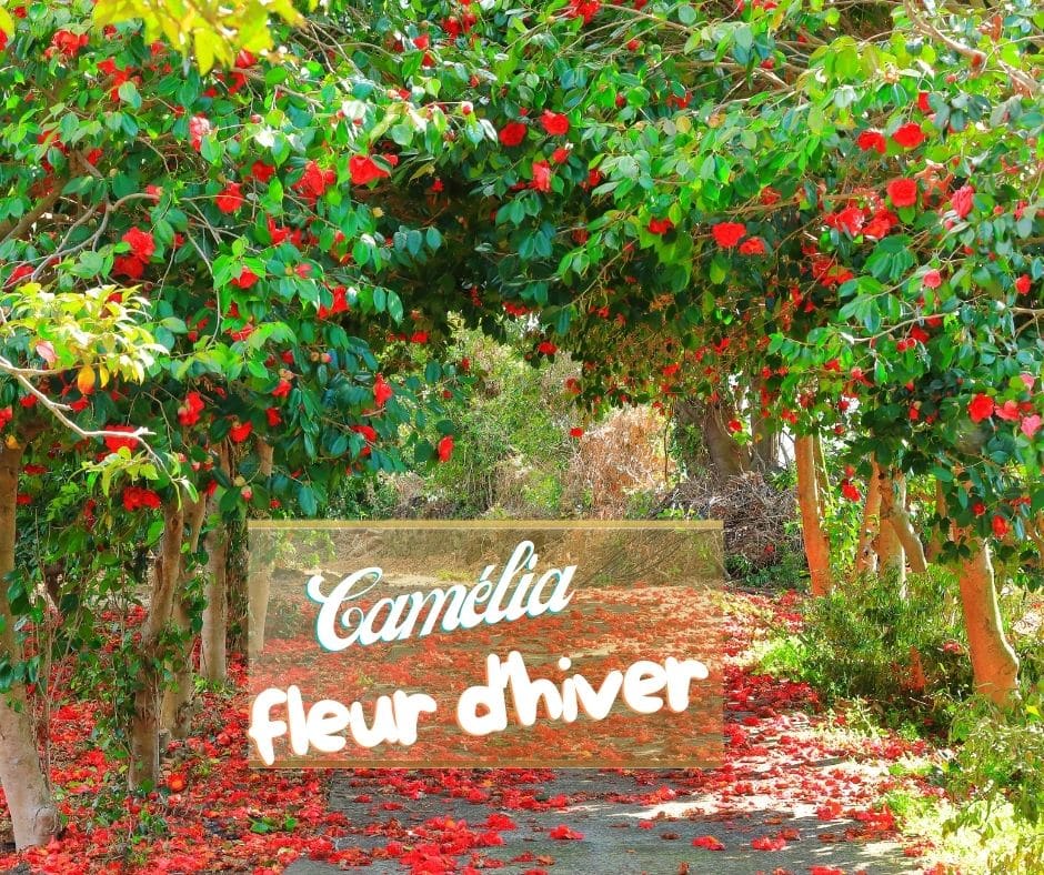 Les camélias : floraison de l’automne au printemps.